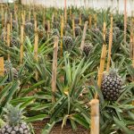 Де ростуть ананаси: клімат, країни та умови